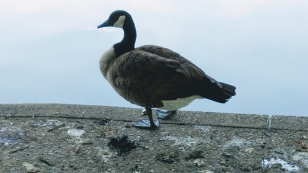 Geese Mitigation Plan for Allegheny Commons Park